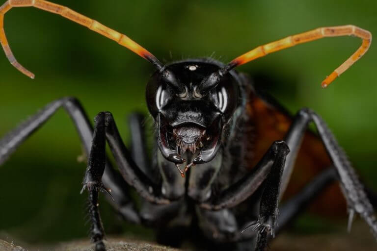 scariest insects in the world